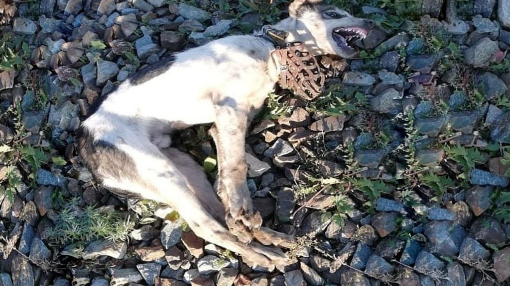 Upon arriving, we met the dog we would n...