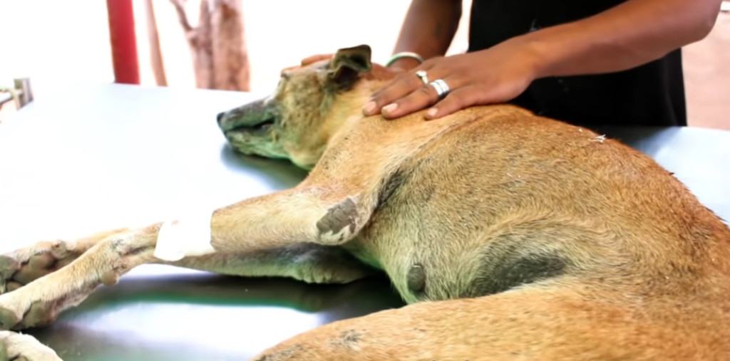 As days passed, his courage grew stronge...