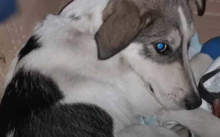 Amidst these difficulties, Pirate demons...