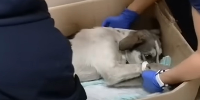 Every happy wag of Pirate's tail undersc...