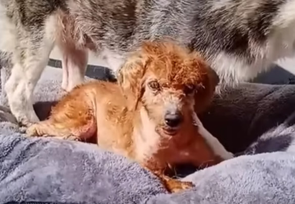 Now, the dog who had been merely a negle...