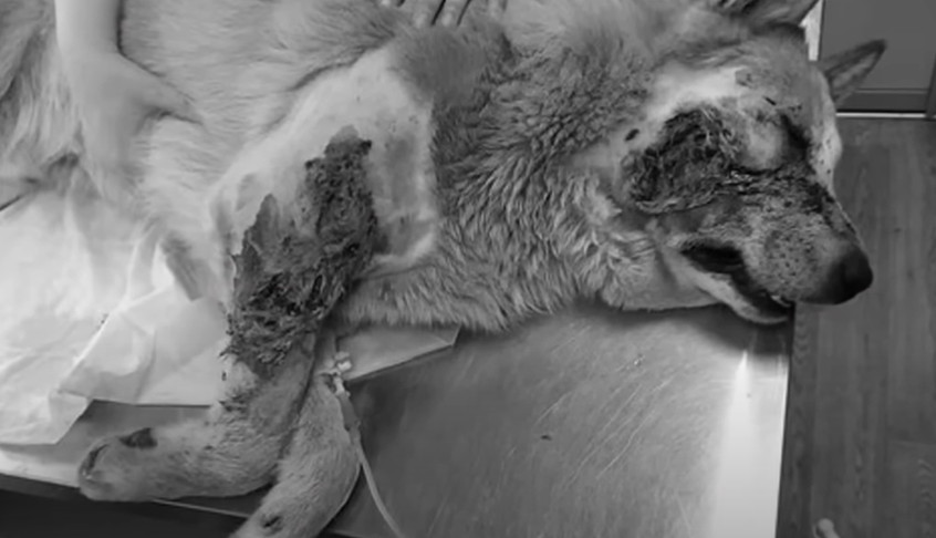 The veterinarians worked diligently to r...