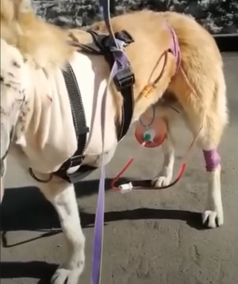 Extra image from article