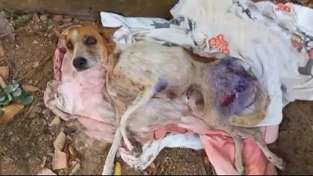 The daily struggle for survival was a da...