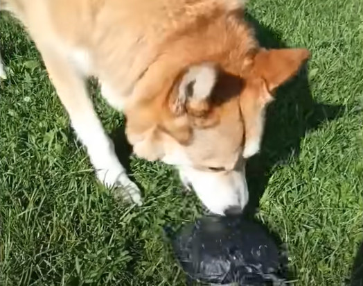 Extra image from article