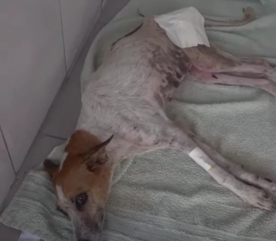 The veterinarians worked diligently to c...