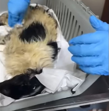 Extra image from article