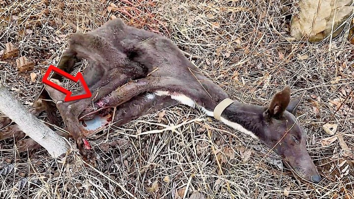 The sight was heart-wrenching. The dog, ...