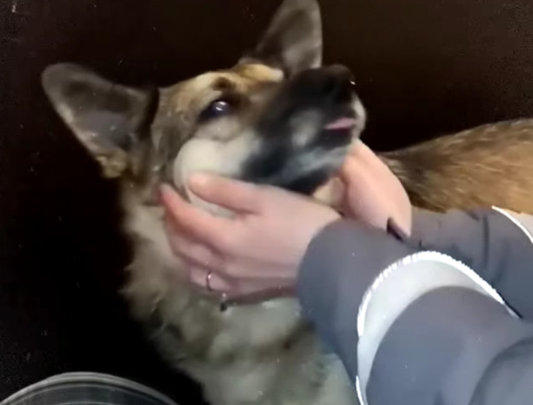 With the puppies thriving, the next step...