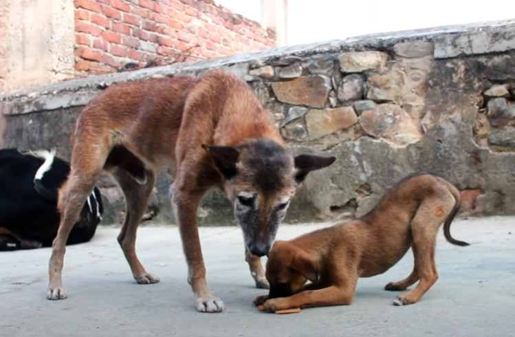 Extra image from article