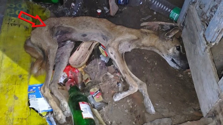 Rescue teams quickly sprang into action ...