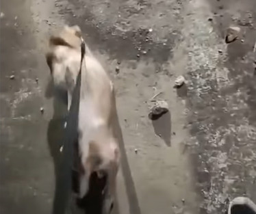 Extra image from article