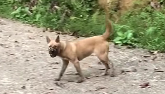 Ultimately, Lucky found his forever home...