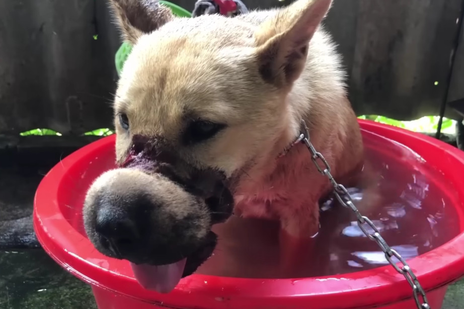 The dog, whom we’ll refer to as Lucky, h...