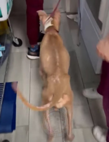 The rescue team responded promptly, arri...