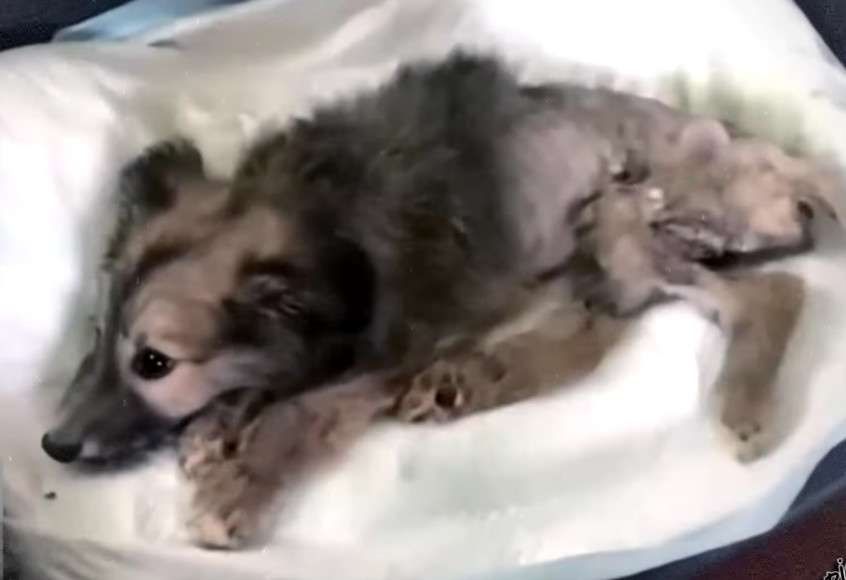 Beyond his physical ailments, Tuzik's em...