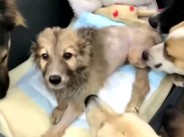 Against all odds, Tuzik was on the mend....