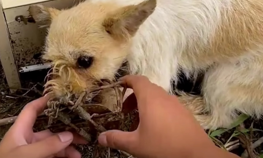 With trembling hands, I gently released ...