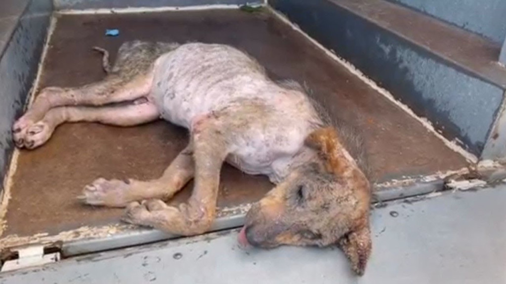 Kaya's condition was serious due to a se...