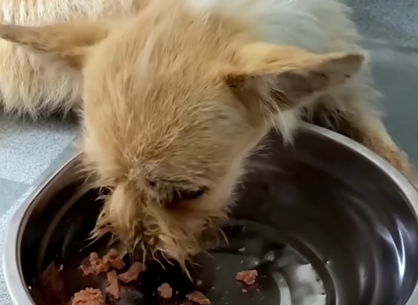 In the days that followed, the dog's str...