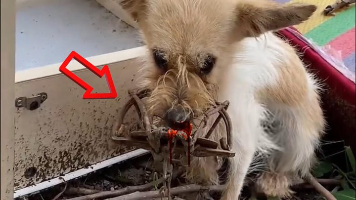 As I approached, the dog's eyes, filled ...