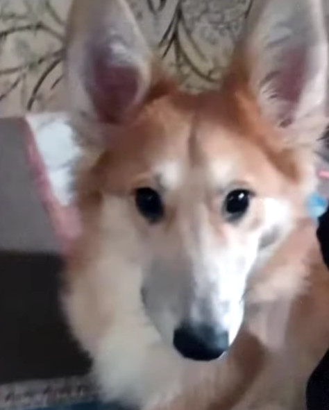 Extra image from article