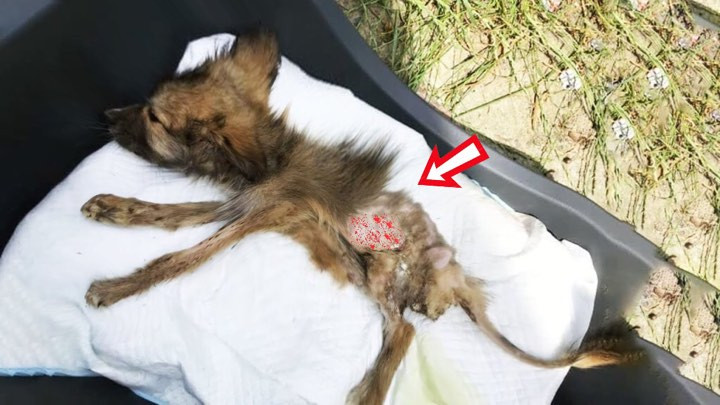 Late one night, an irresponsible owner l...