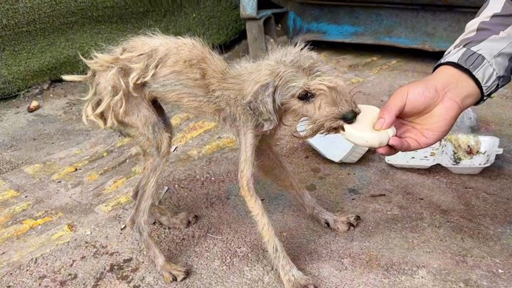 Approaching cautiously, I hoped not to s...