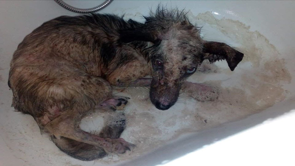 Determined to help him, I immediately pr...