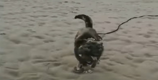 Extra image from article