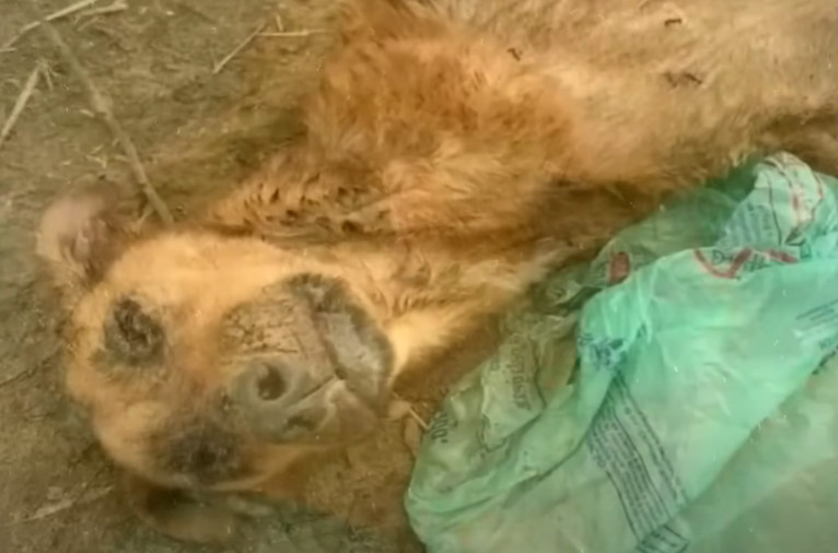 Veterinarians conducted a thorough exami...