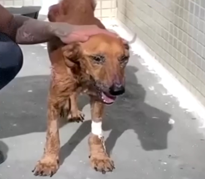 Her story concludes happily, as Phoenix ...