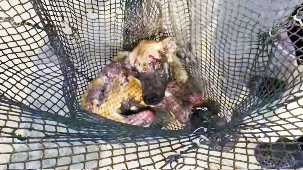 Such was the heartbreaking situation for...