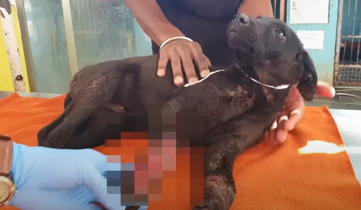 Joey's transformation—from a helpless, i...