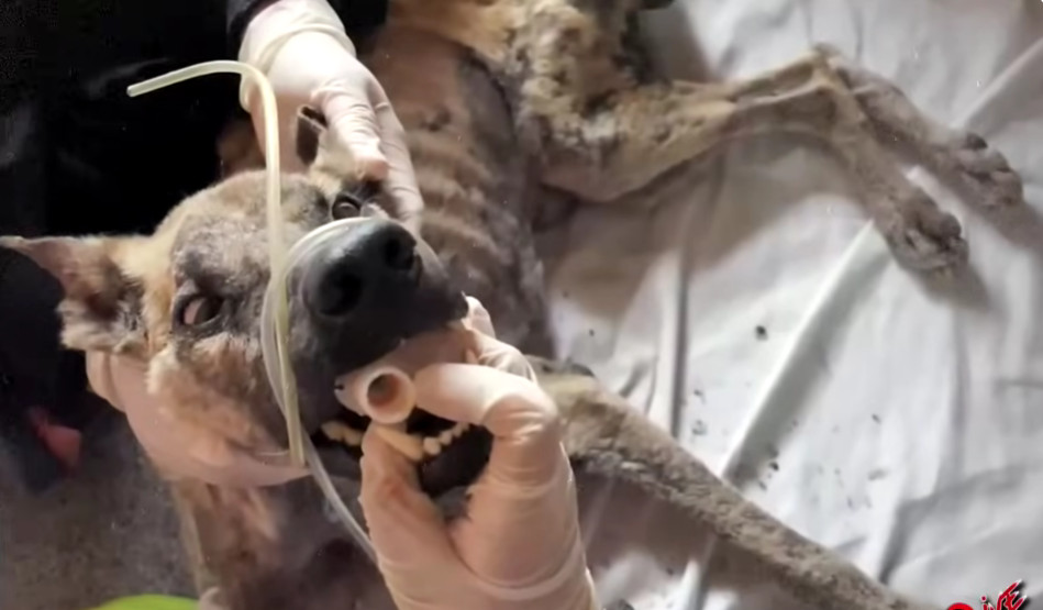 The following days were crucial as Byron...