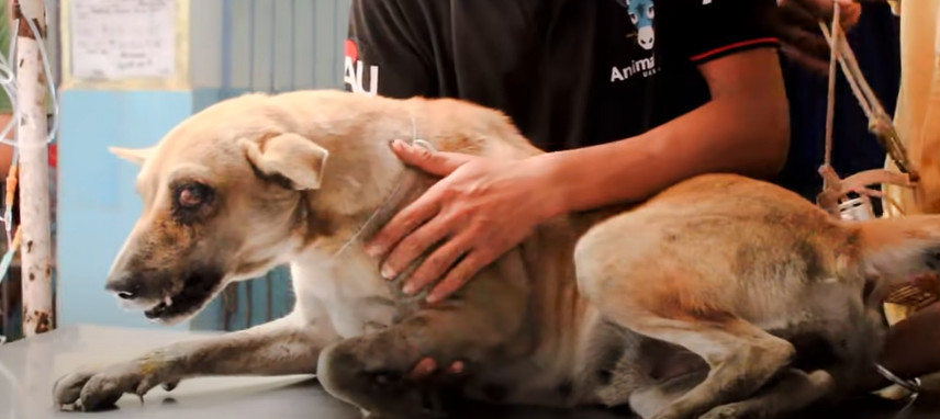 Penny's experience demonstrated the tran...