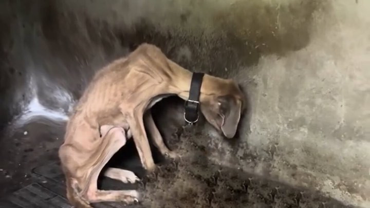 Upon their rescue, the mother dog displa...