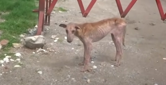 Mousey's journey was nothing short of ex...