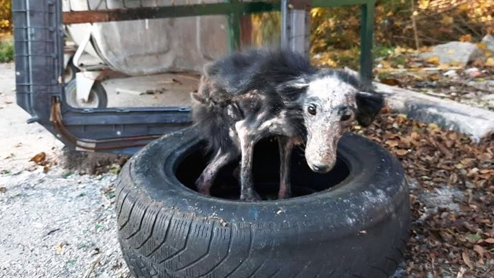 Tom, a local resident, noticed the dog's...