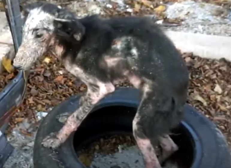 Gradually, Nevi's health improved. Her a...