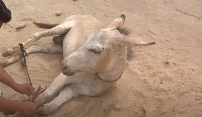 Throughout his healing, Bansi exhibited ...