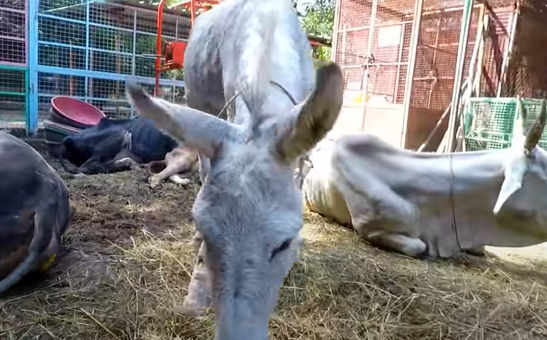 Extra image from article