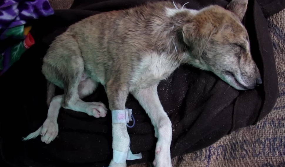 Once safe, the dog was transported to a ...