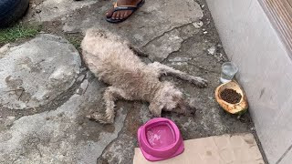 Upon his arrival at the veterinary clini...