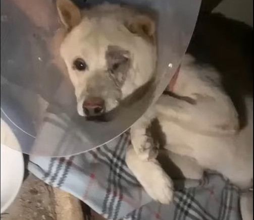 The vet's diagnosis was indeed sobering:...