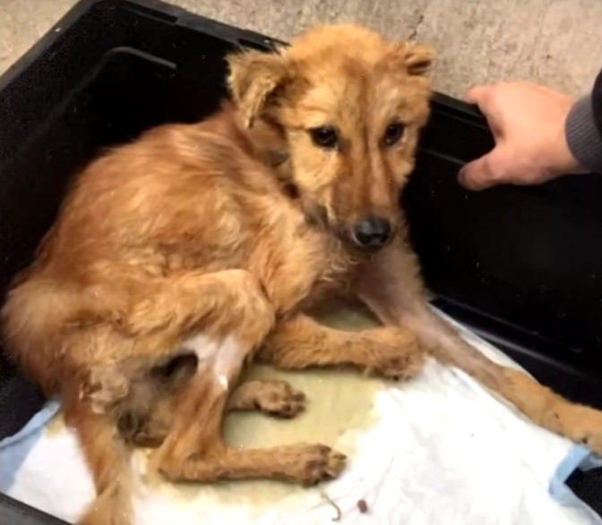 Thanks to the combined efforts of veteri...