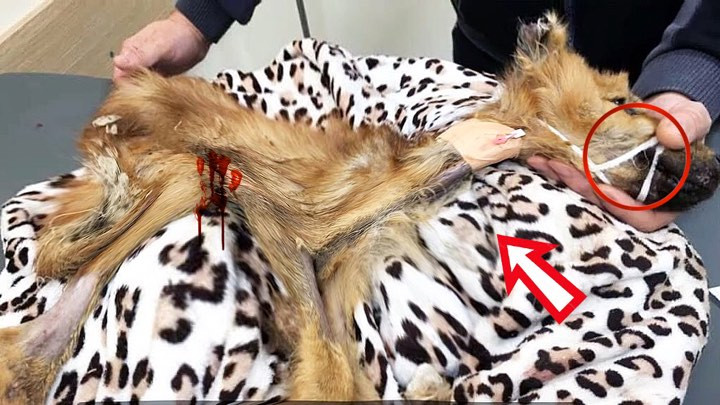 Unfortunately, the initial response from...