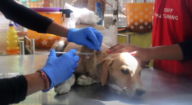 Arriving at the treatment area, the dog'...