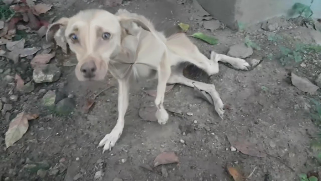 Rehabilitating Majò was neither an immed...