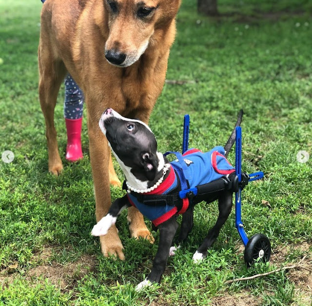 Extra image from article